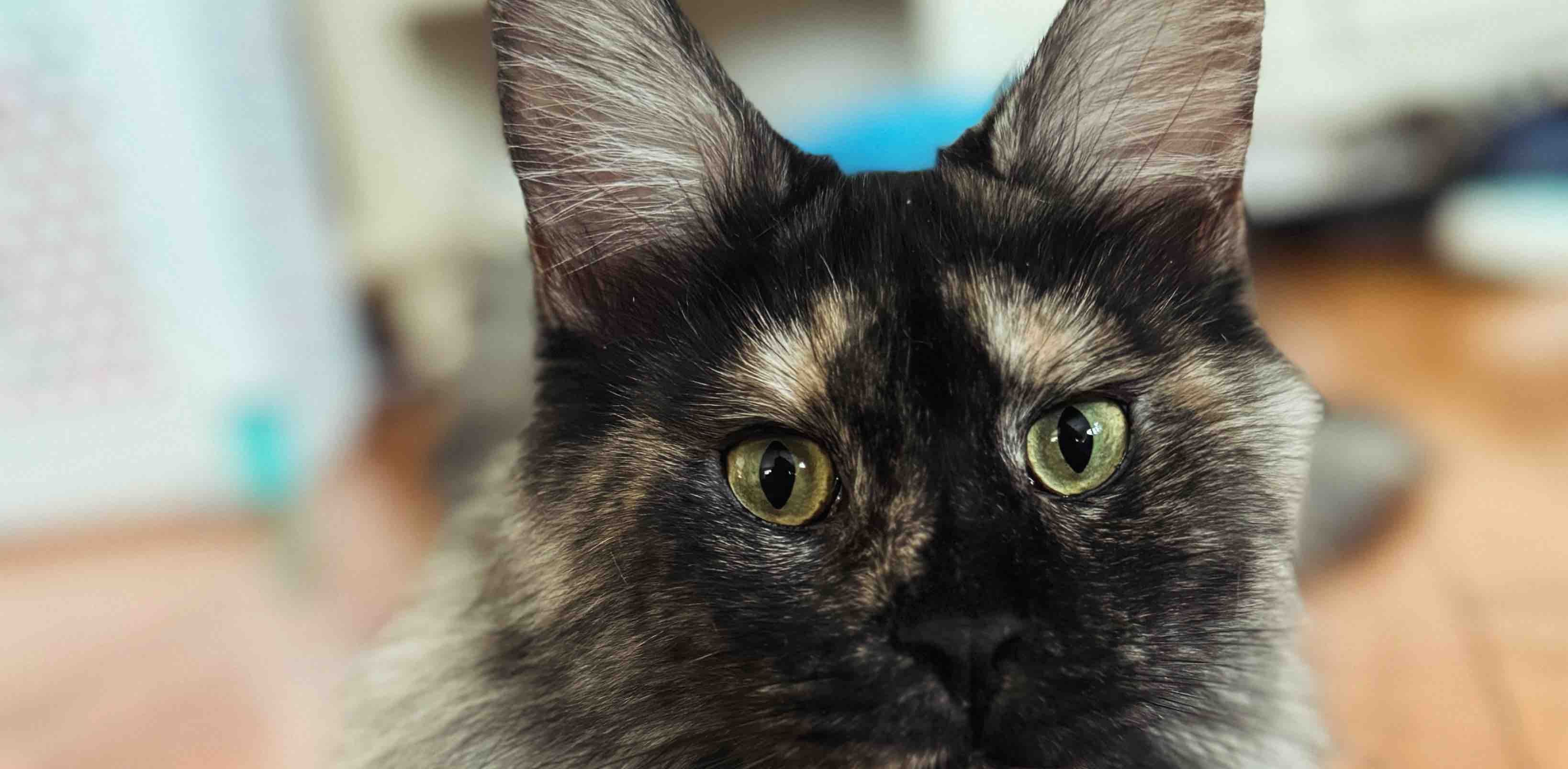 PACU- Harrisburg banner