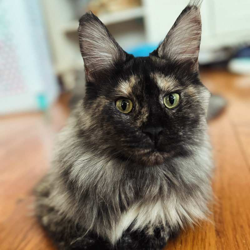 PACU- Harrisburg logo