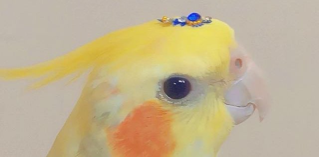 Nadakalam vanga banner