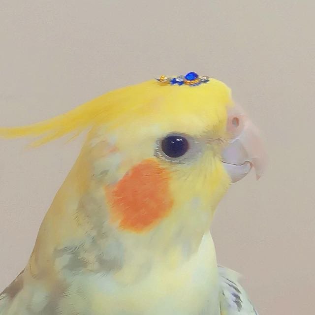 Nadakalam vanga logo