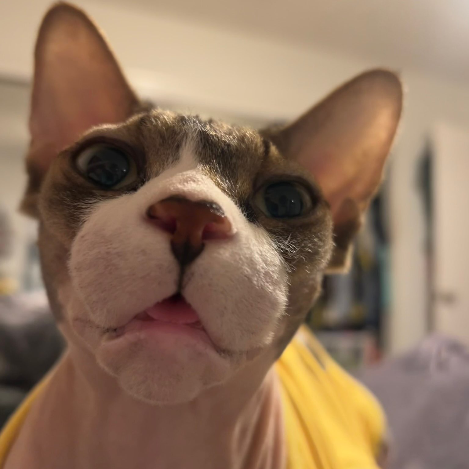 family walking! yay! logo