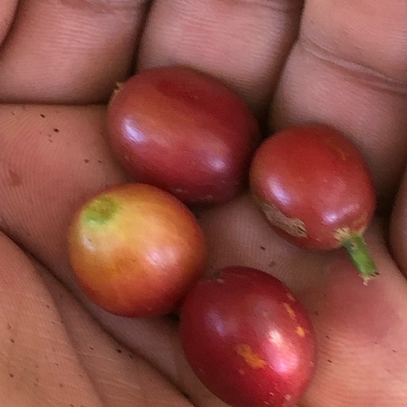 Colombianos Caminando logo