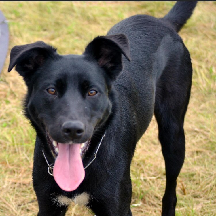 Les chiens du Finistère (29)🐶 logo