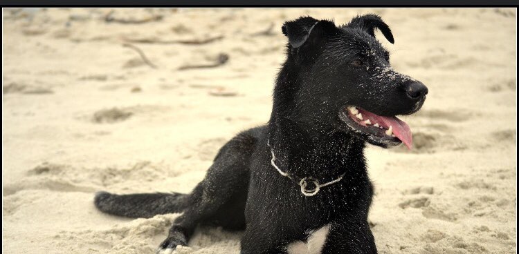 Les chiens du Finistère (29)🐶 banner