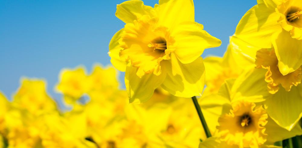 les Jonquilles banner