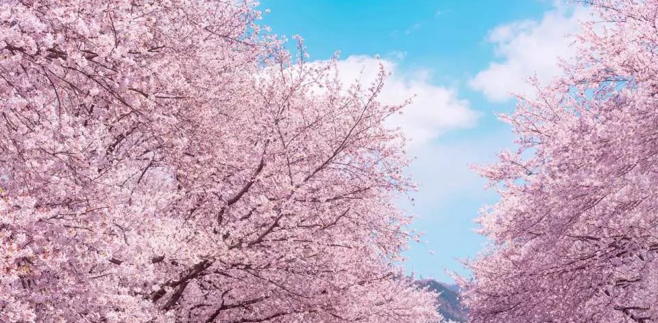 AIBD ‘24.1Q 걷기대회 banner