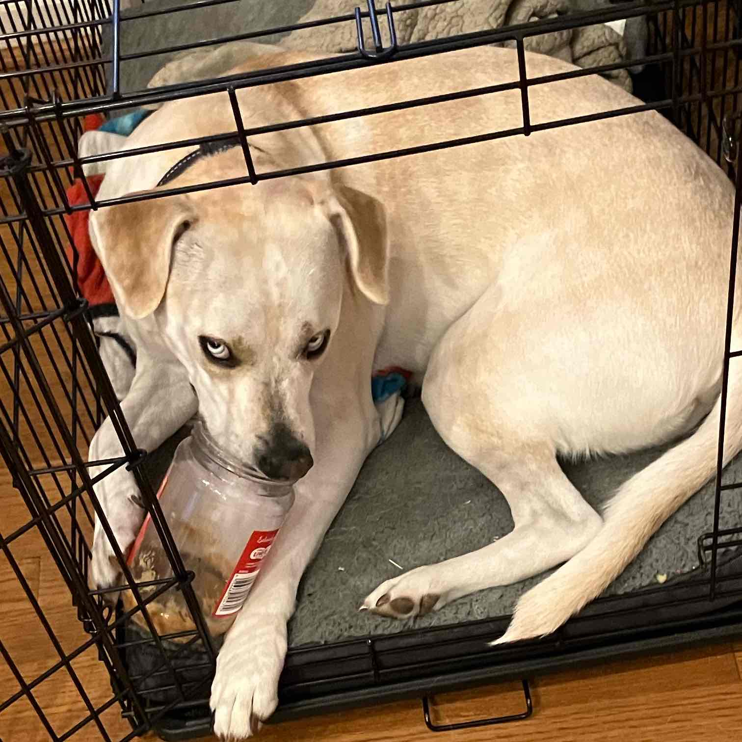 HUNT FAM STEPPERS 👣🚶‍♀️ logo