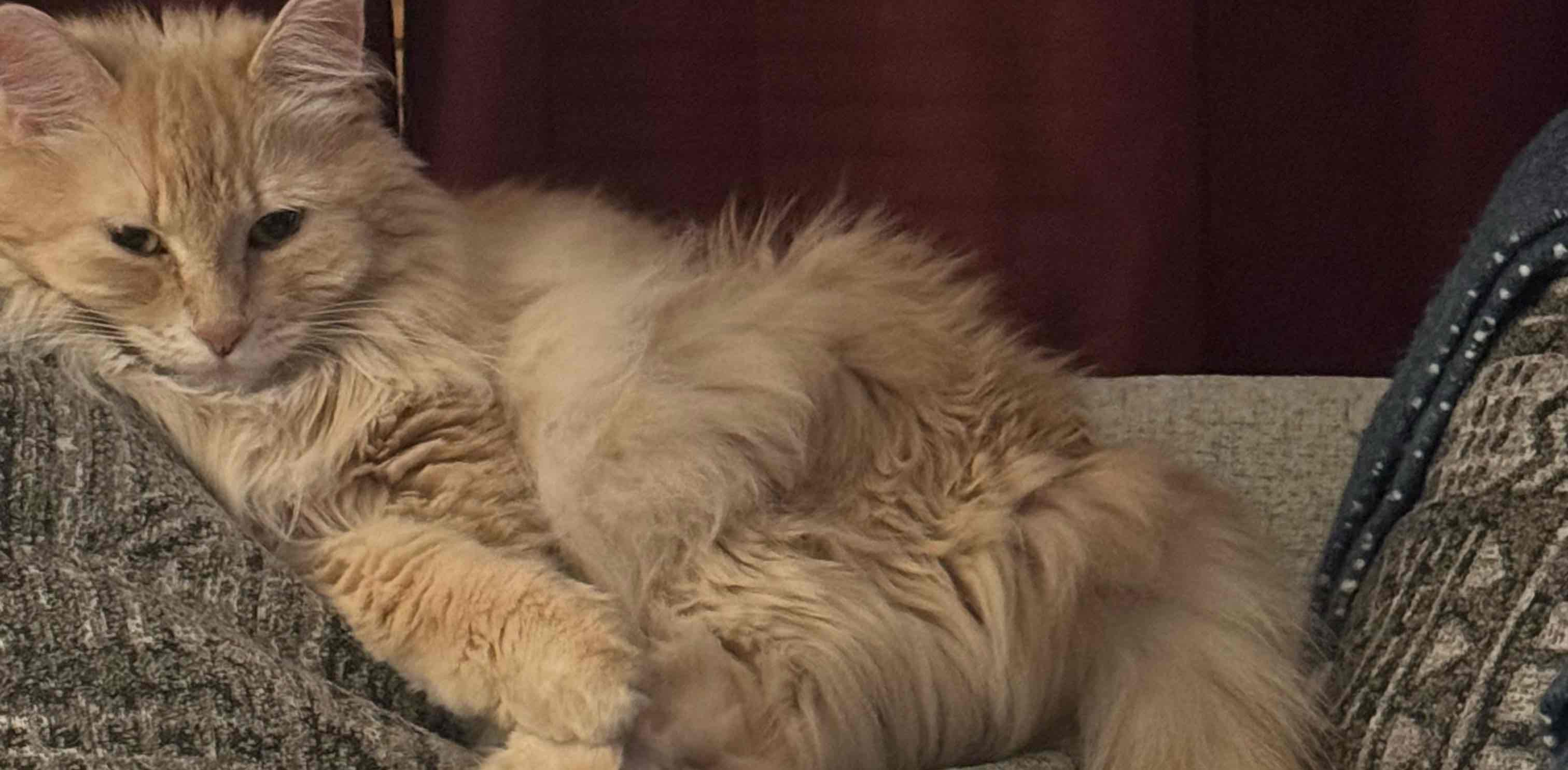 🚶🏼‍♀️🚶🏼‍♀️🚶🏼‍♀️🚶🏼‍♀️ banner