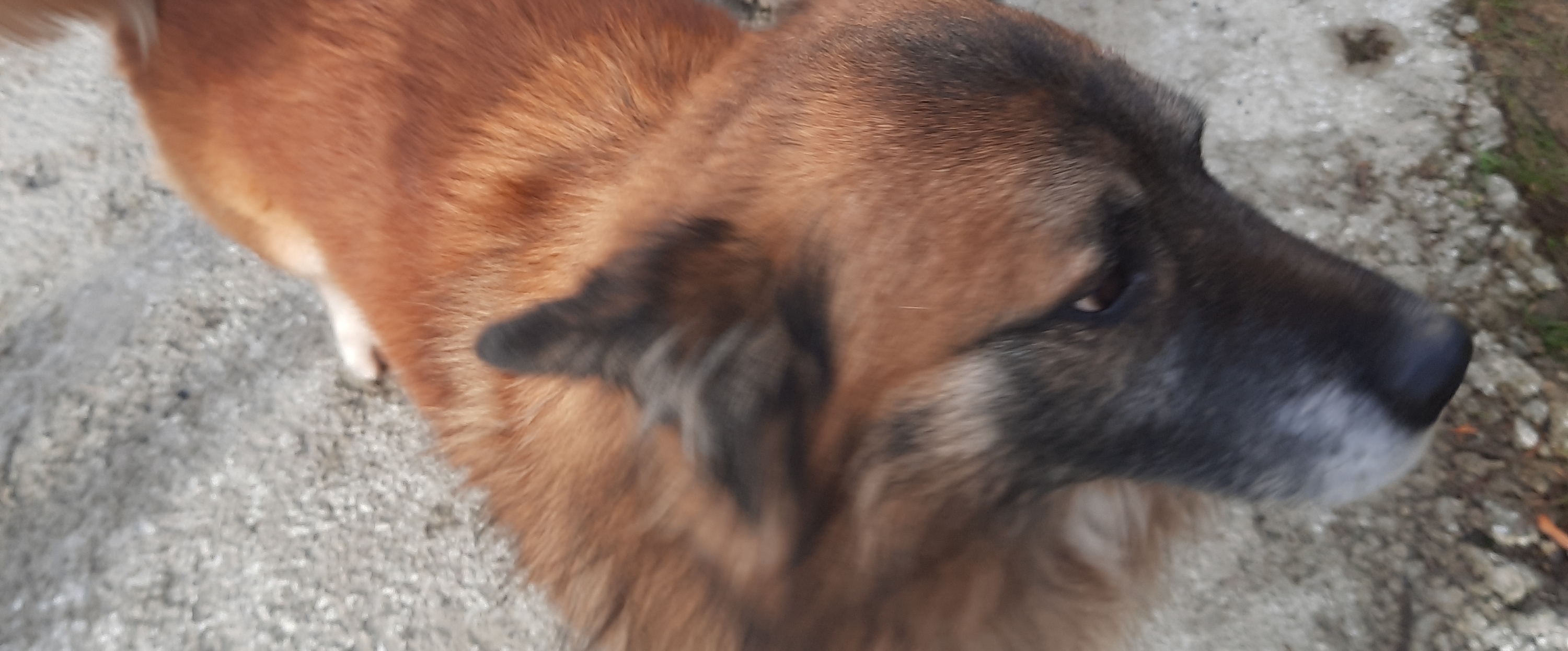 Psia grupa 🐶🤩🤩🤩 banner