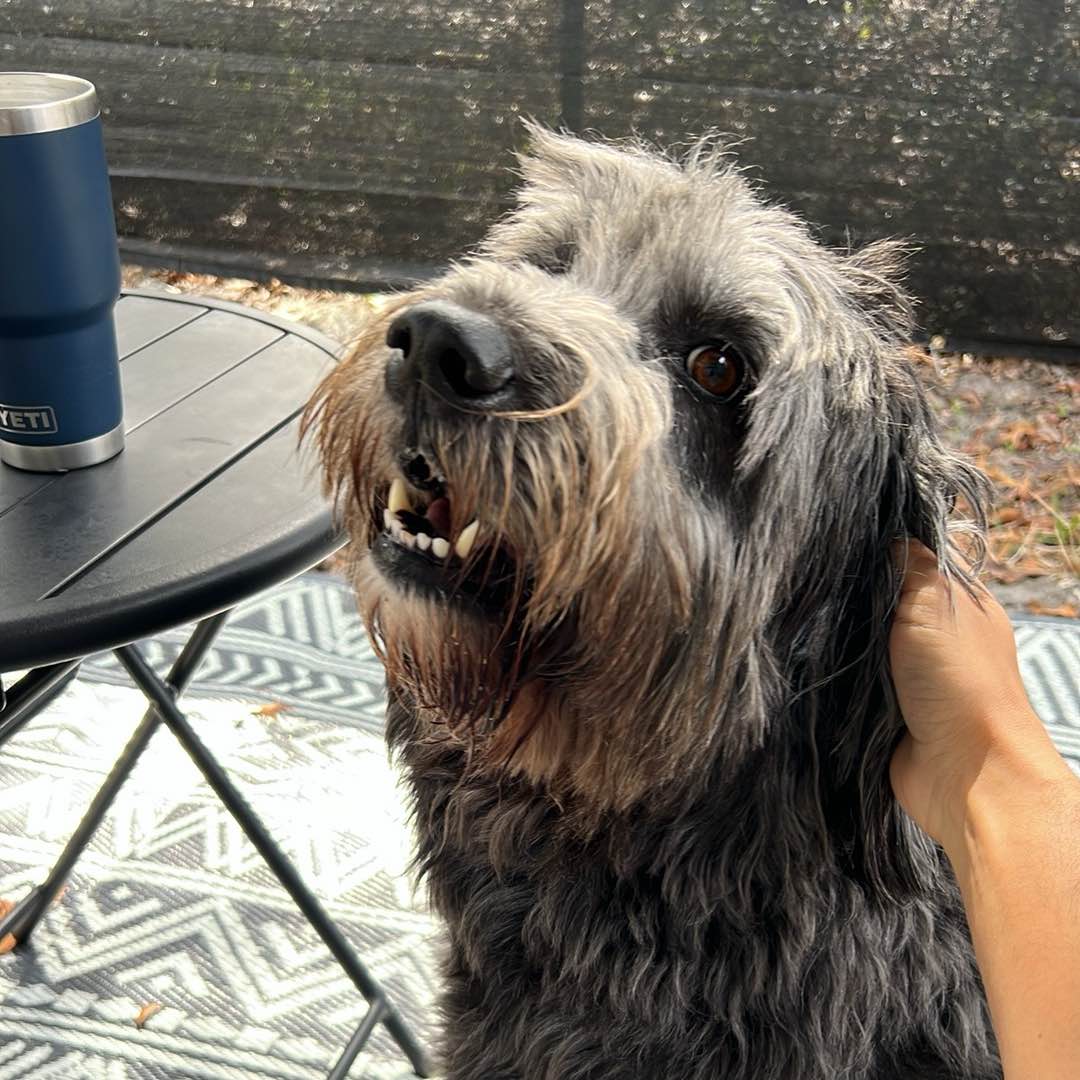 The Newdle Walk logo