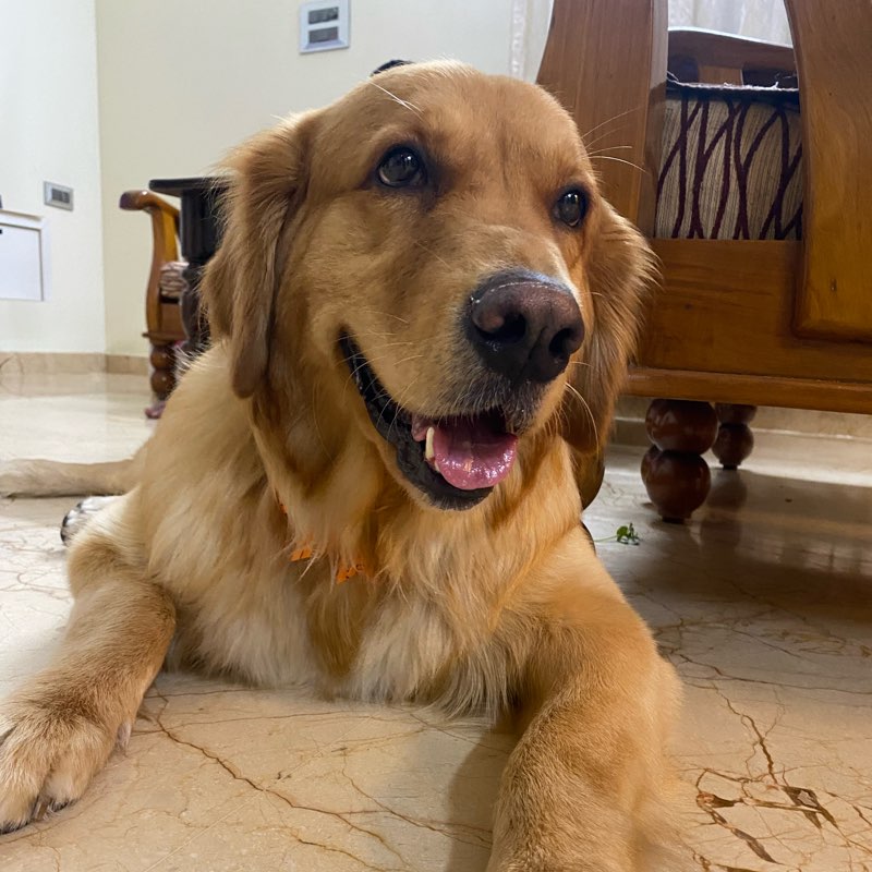 Datastep Dynamos logo