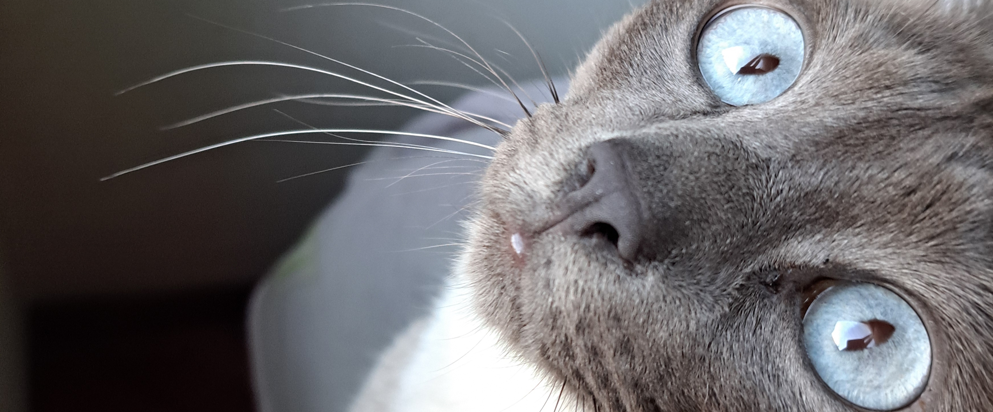 500.000 PASsOS banner