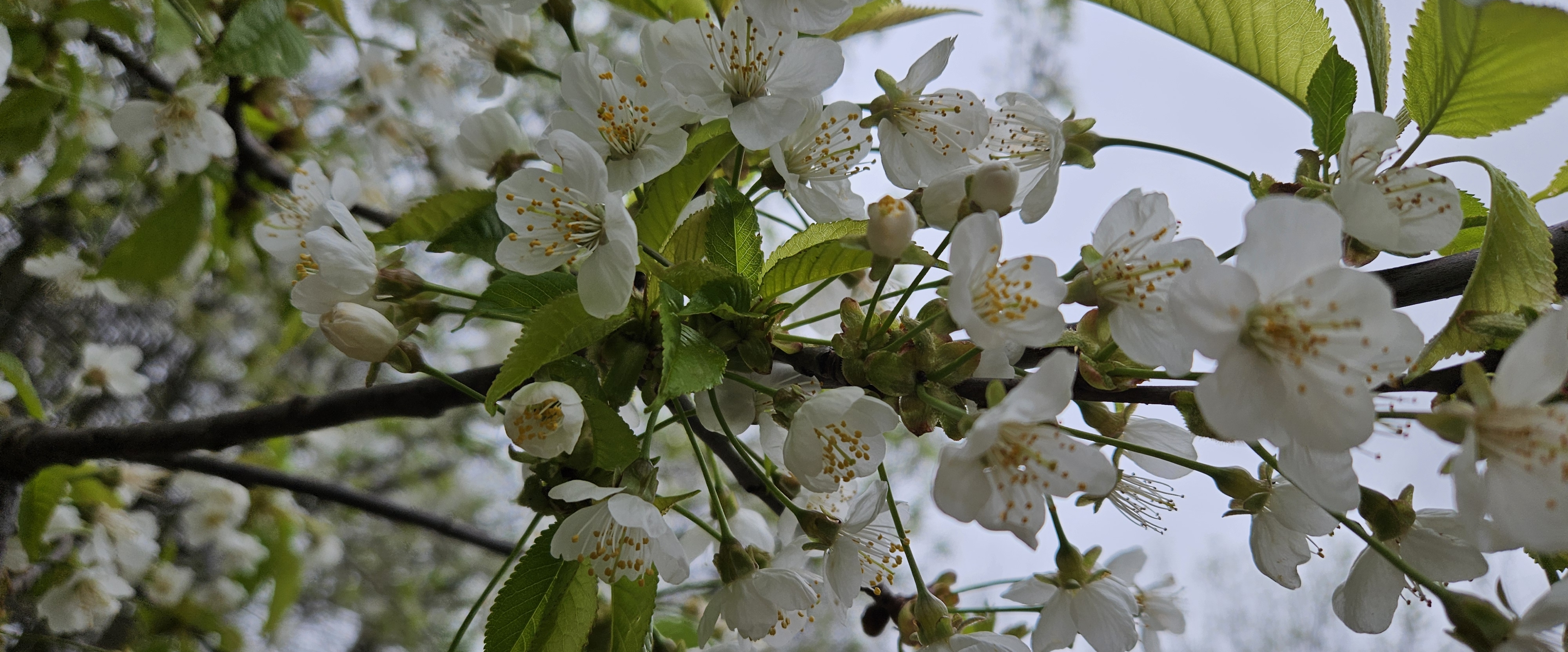 ❤️WALKING IS HEALTHY❤️ banner