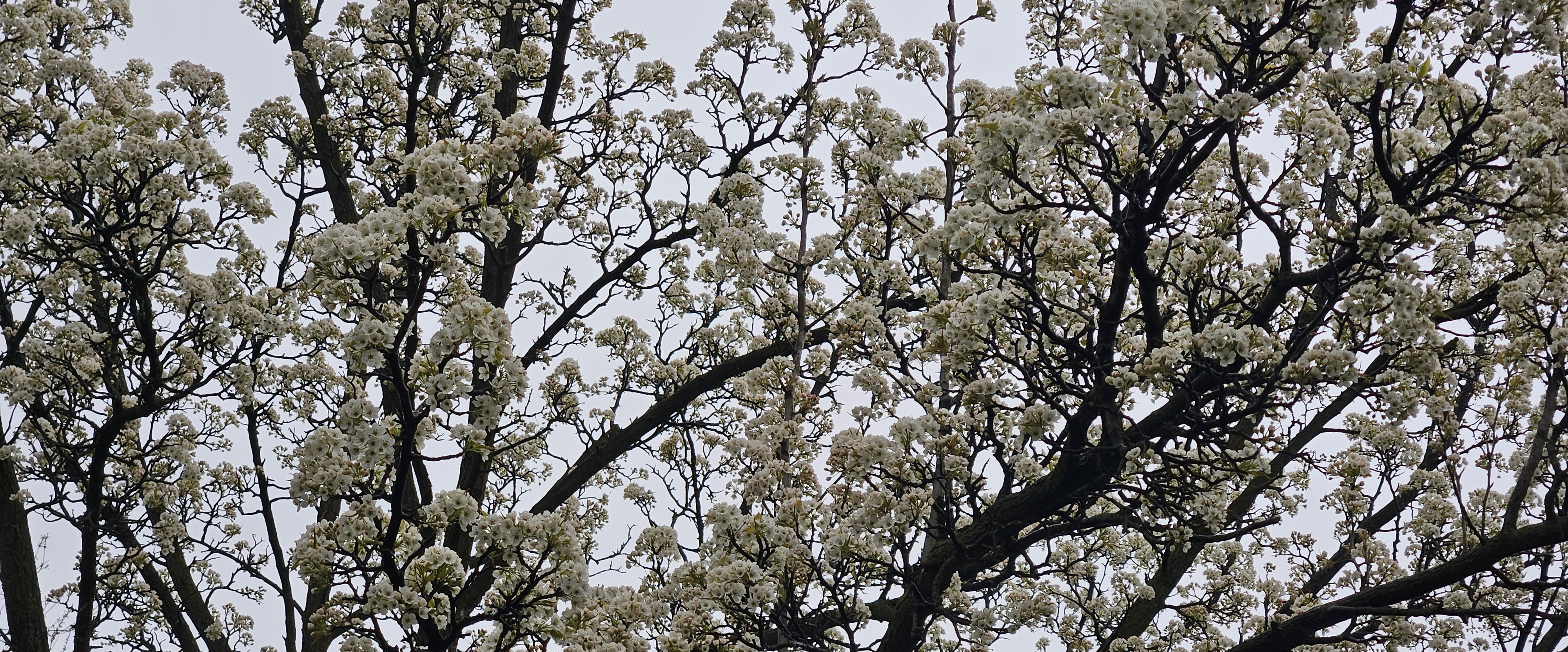 💐SPRING SEASON💐 banner