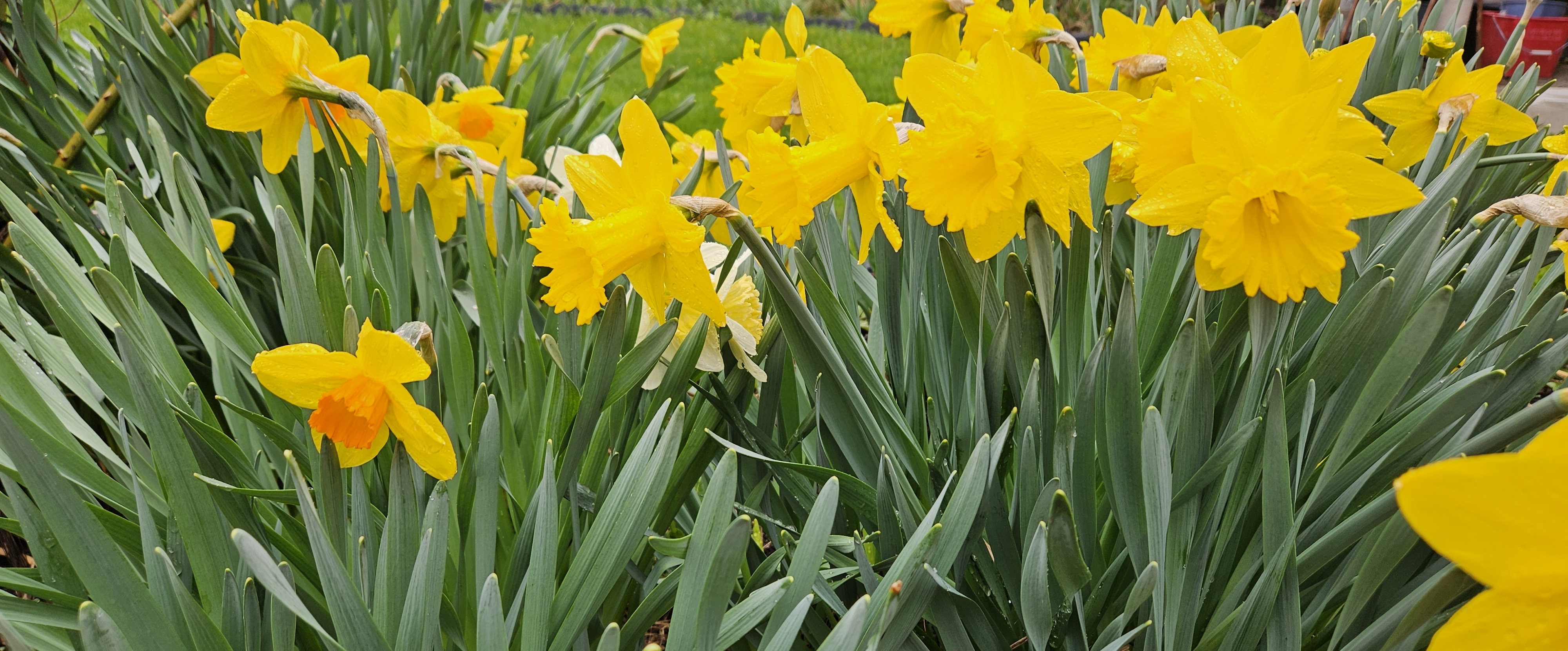🚶‍♀️CITY WALK🚶‍♂️ banner