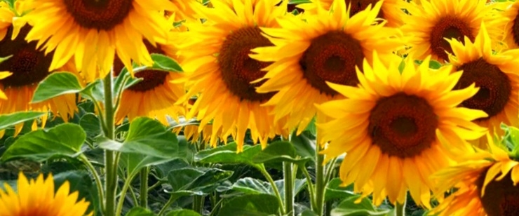 🌻SUNFLOWERS🌻 banner