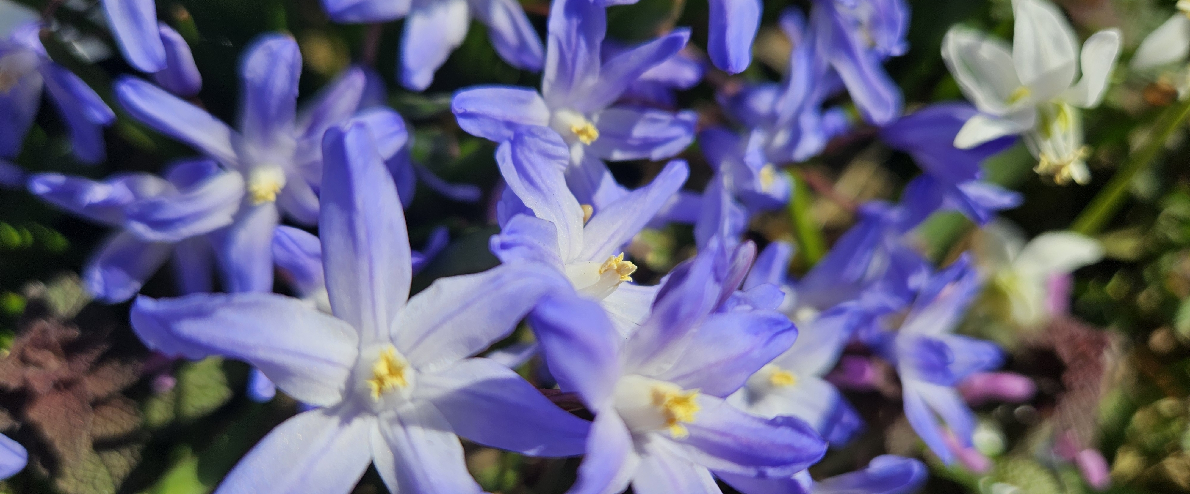 🪻SPRING WALTZ🪻 banner