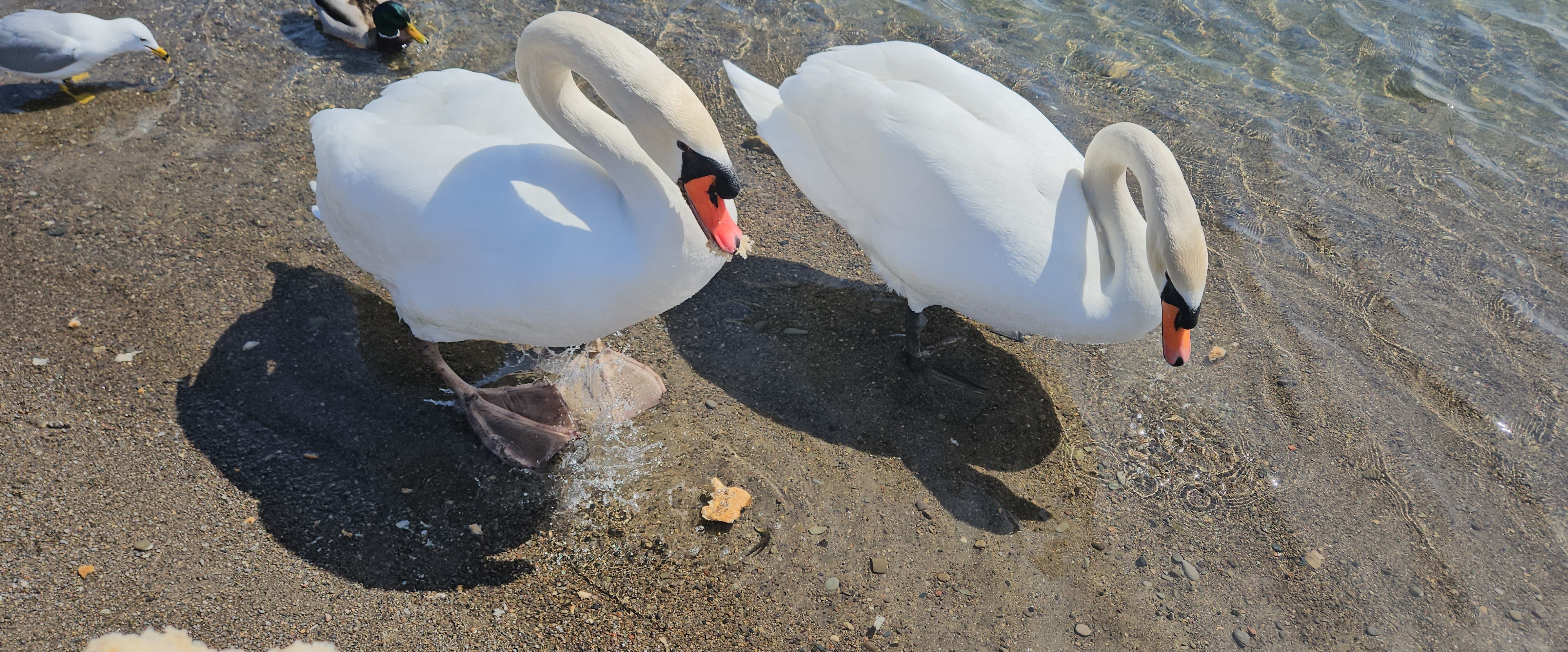 🦢SWANS LOVERS 🦢 banner