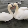 🦢SWANS LOVERS 🦢 logo