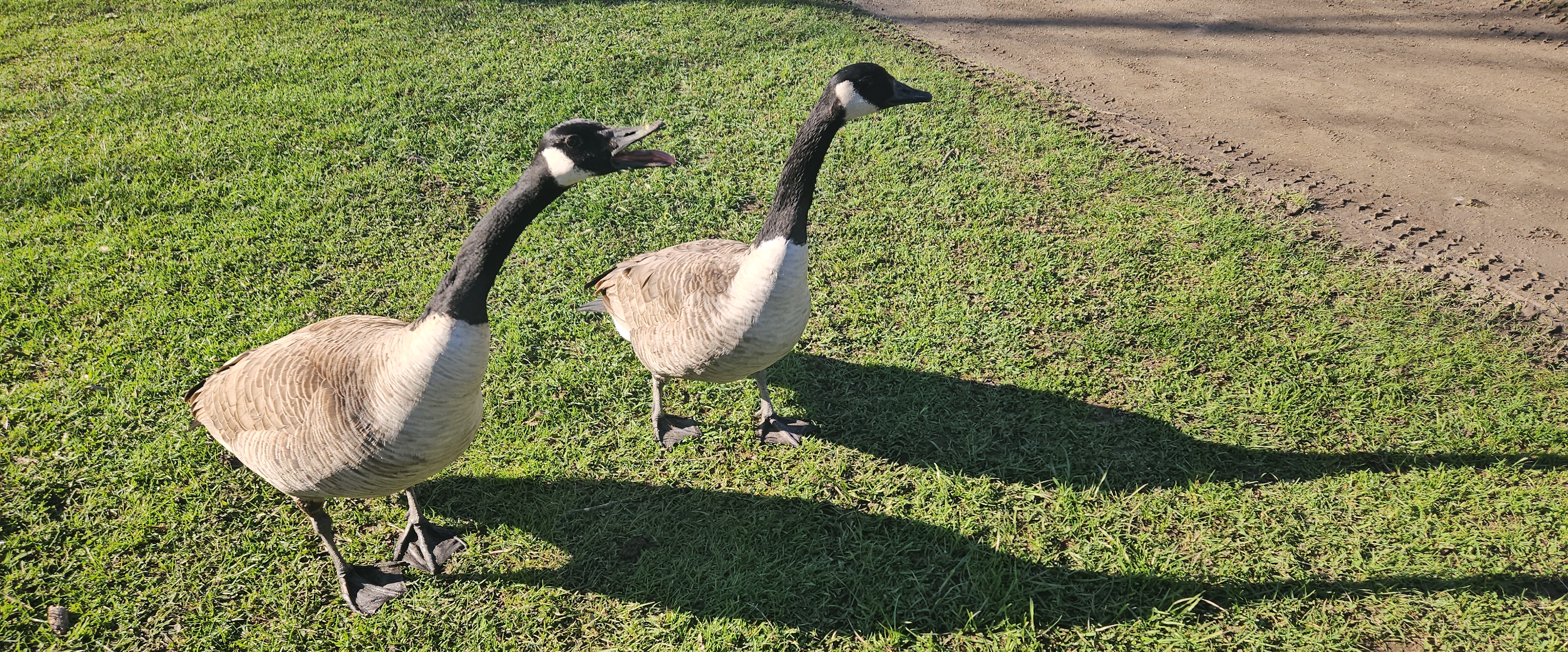 🌎AROUND THE WORLD🌎 banner
