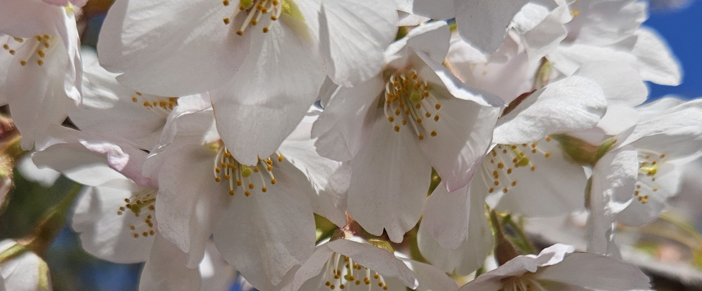 🌸CHERRY BLOSSOMS🌸 banner