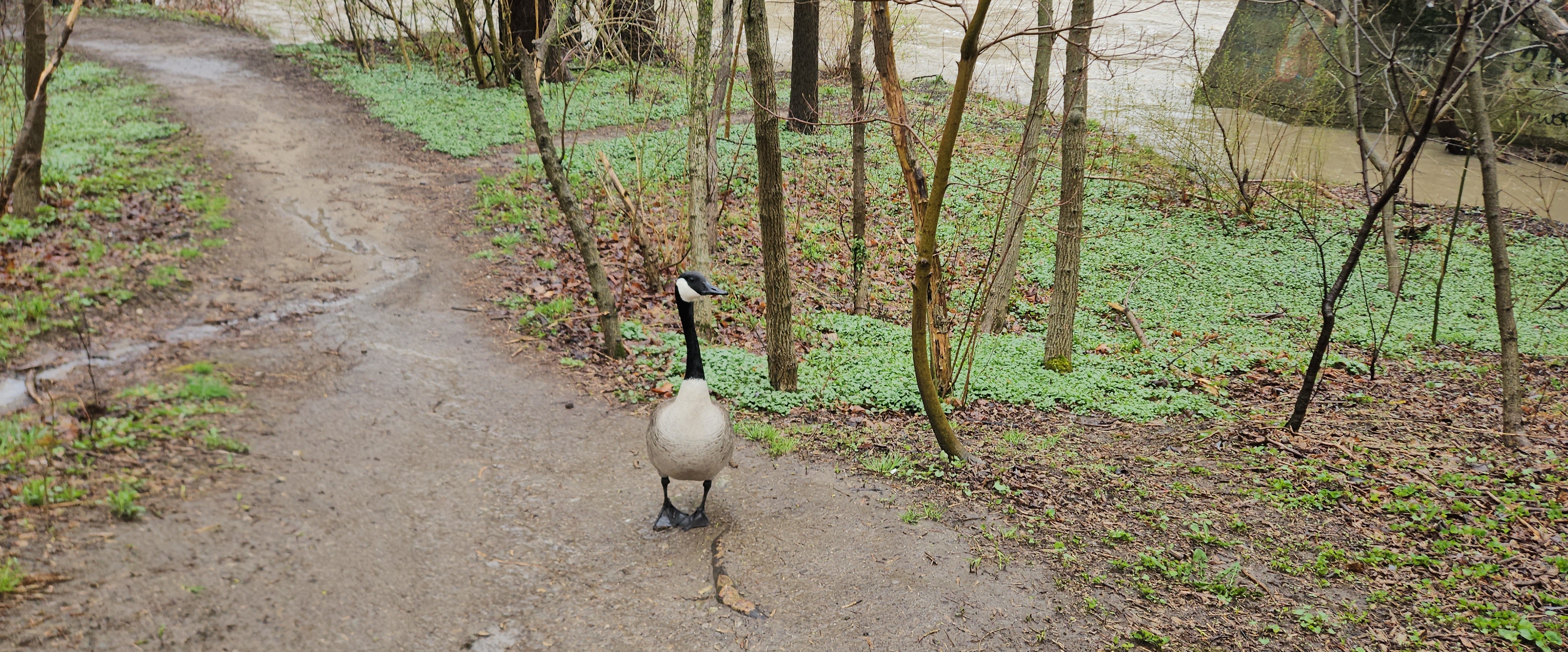 🌿NATURE WALKS🌿 banner