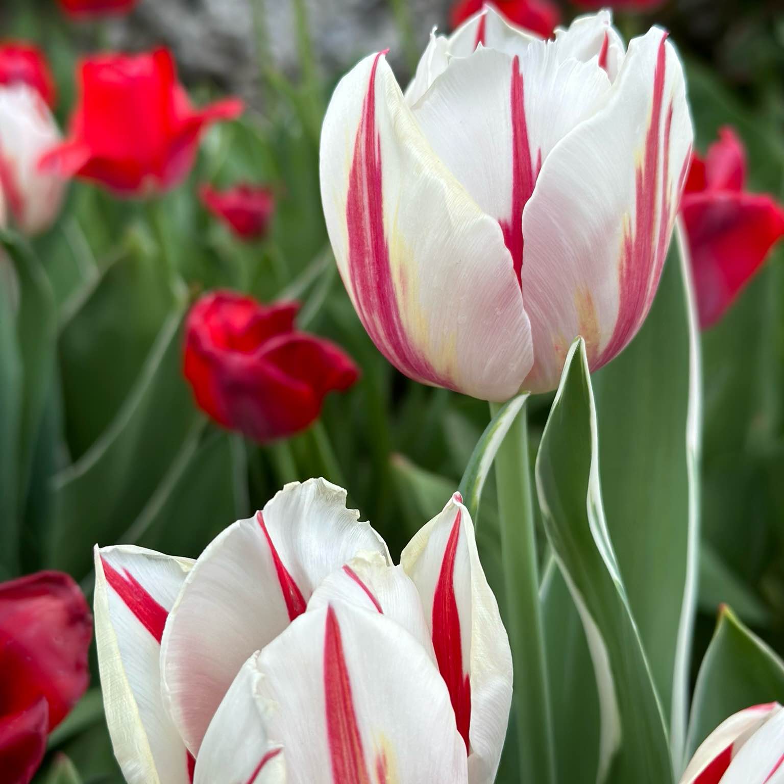 Sales 2024 Fitness Challenge logo