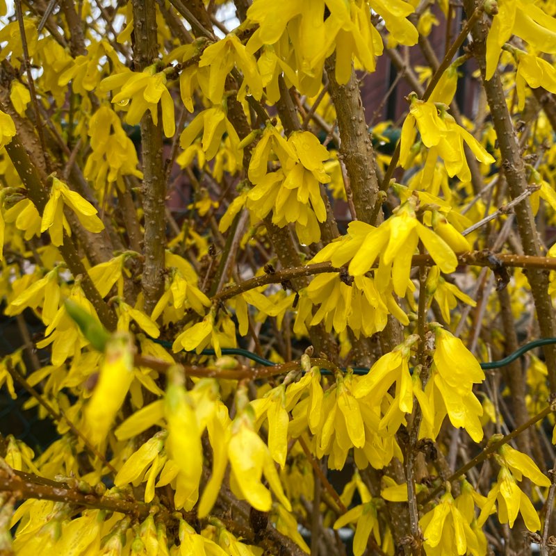 🪷CHALLENGERS🪷 logo