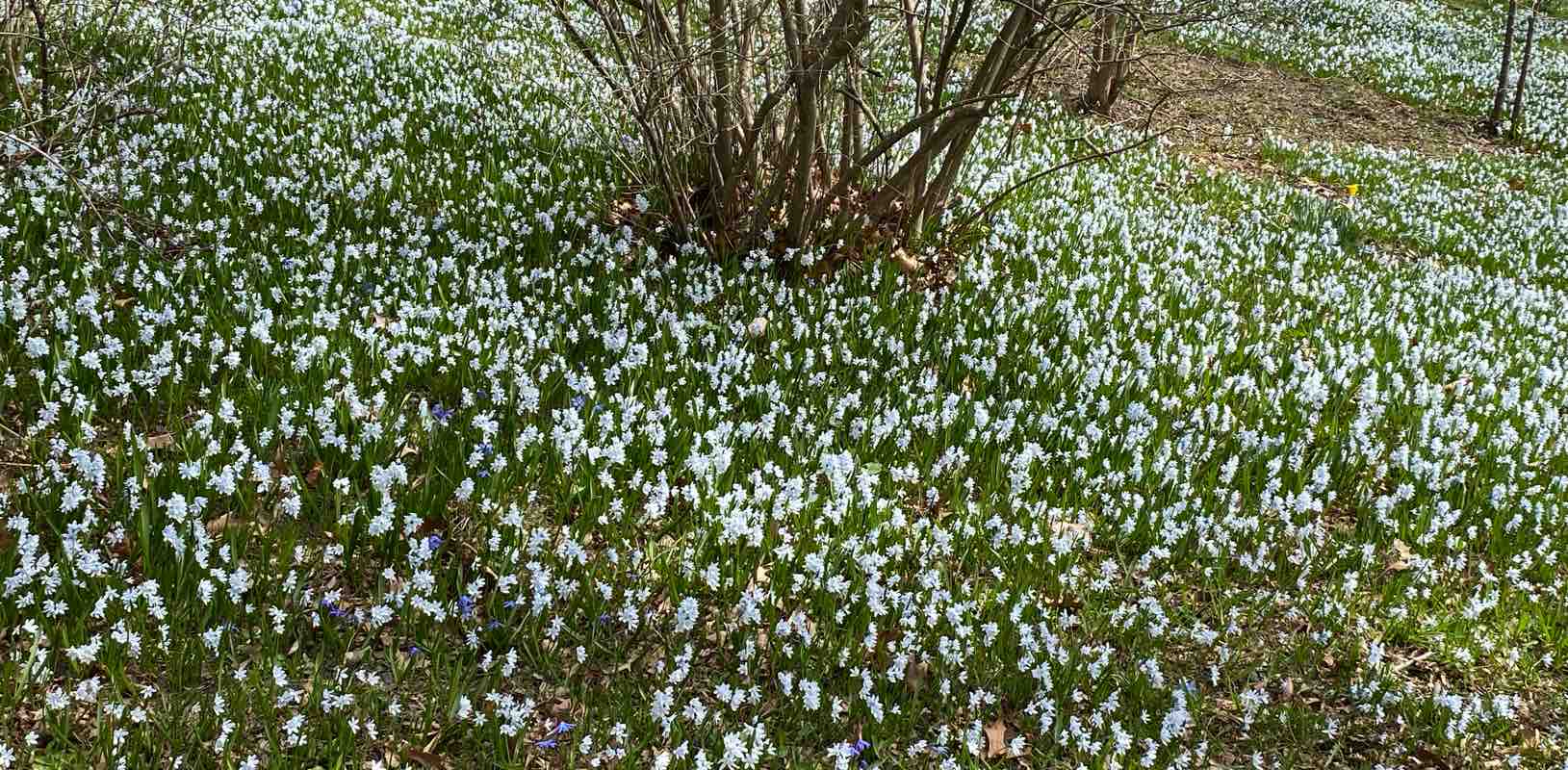 🪷CHALLENGERS🪷 banner