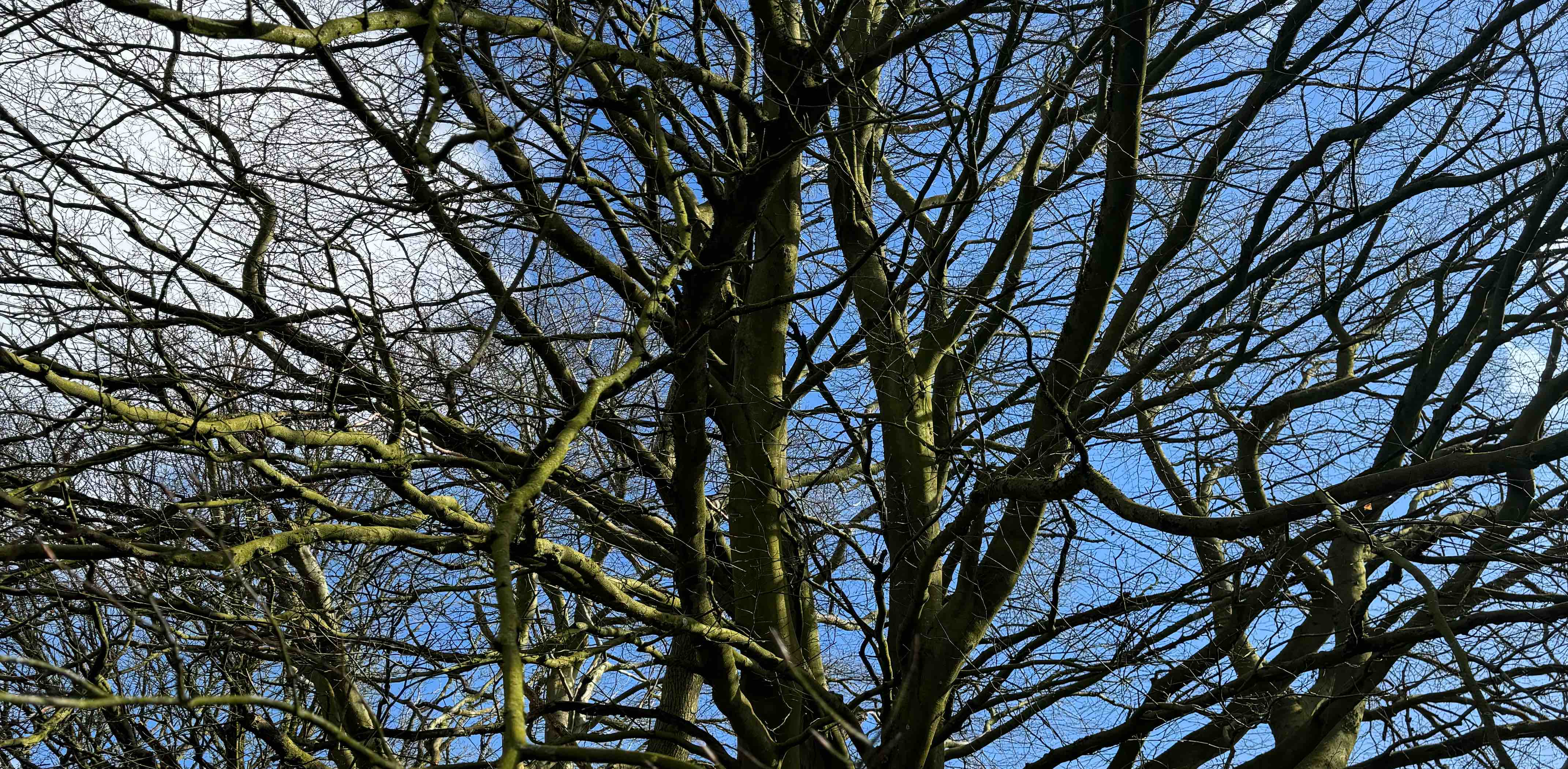 Steps Challenge banner