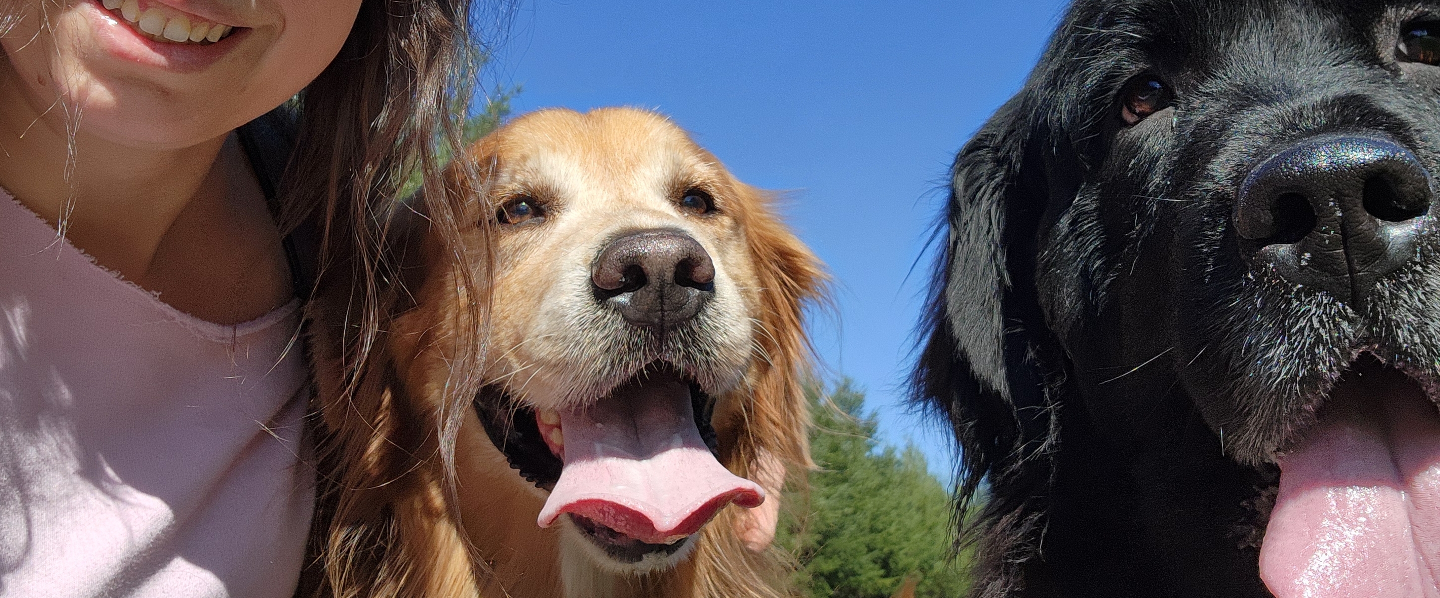 Harry Spoofers banner