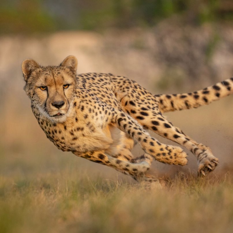 Active Cheetahs logo