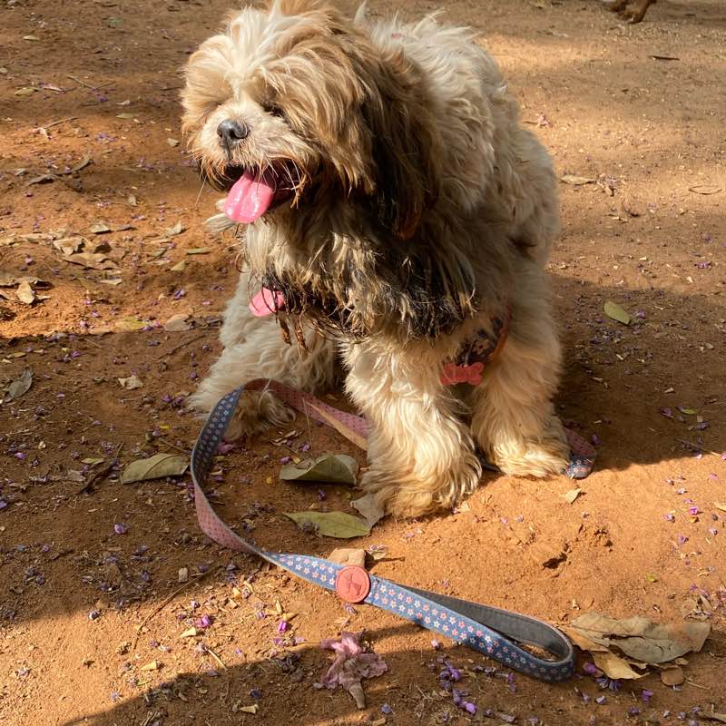 The Challengers logo