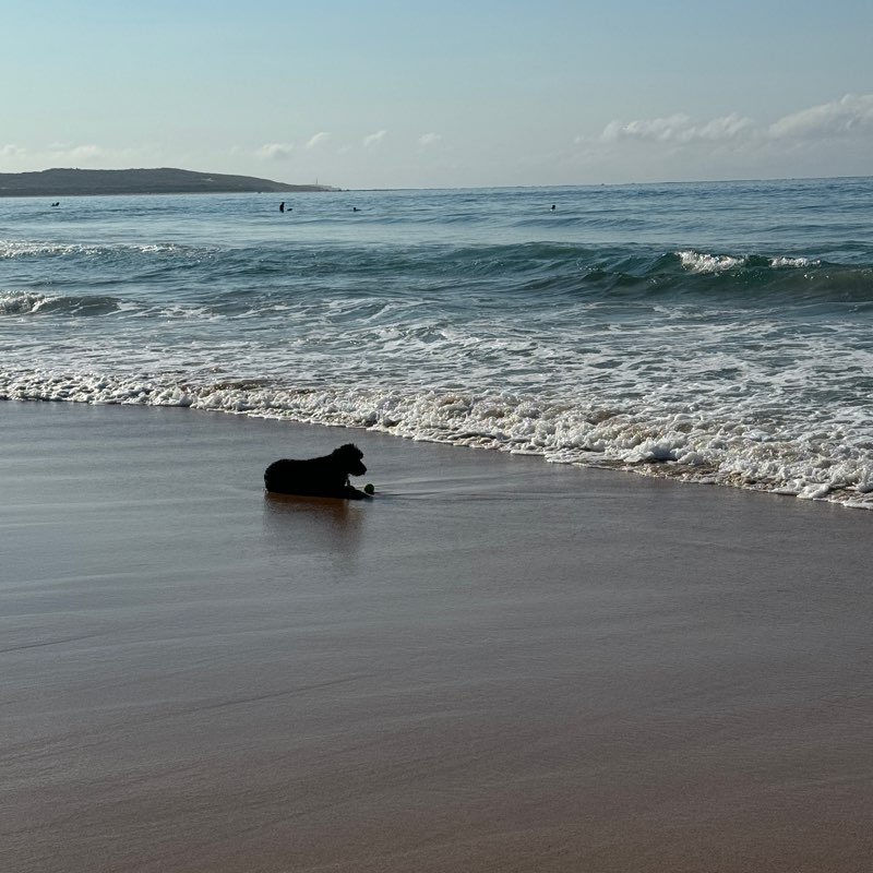 Cronulla pavement stompers logo