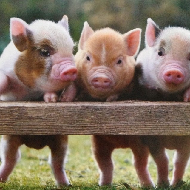 No more Piggies logo