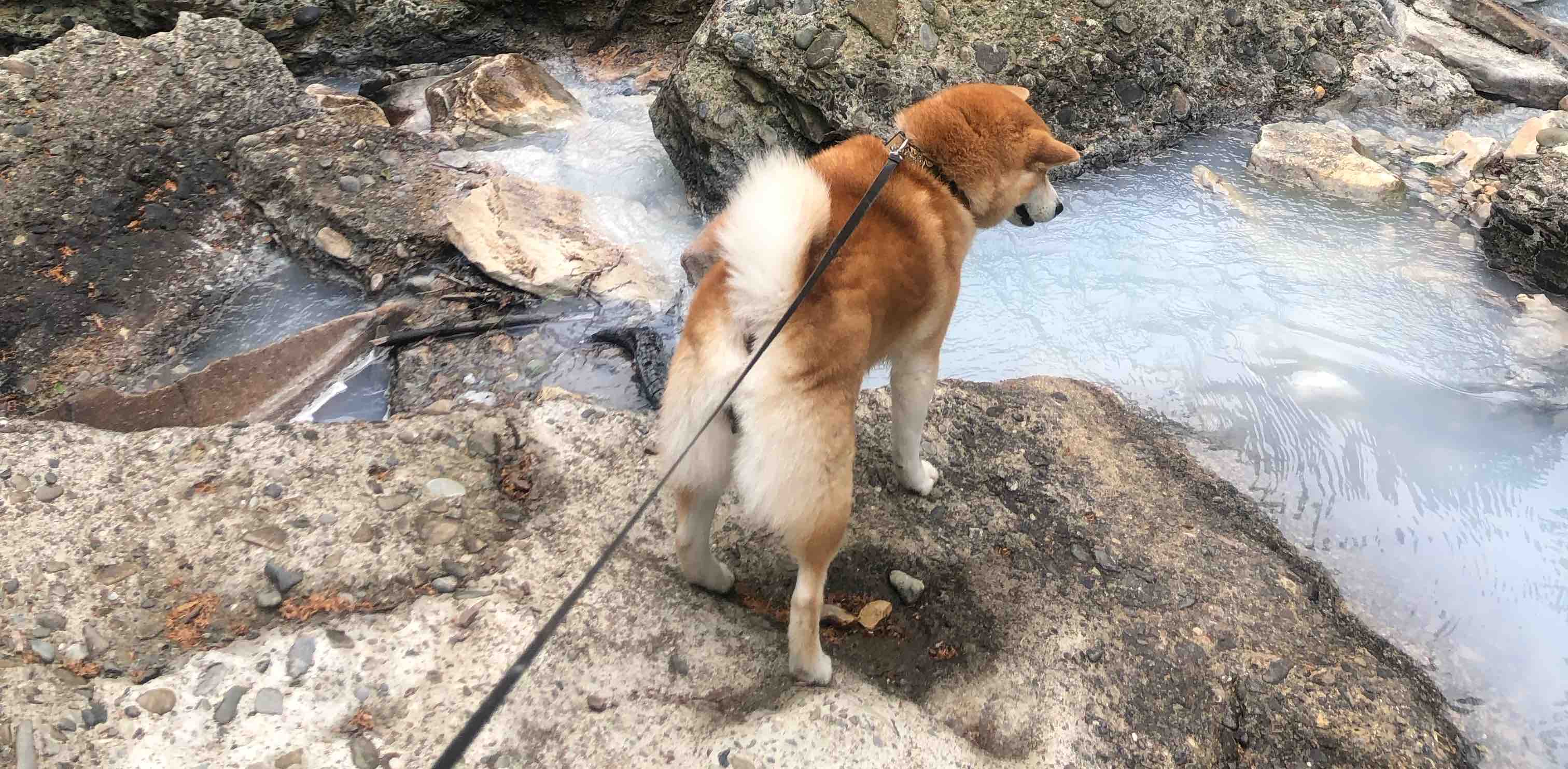 Шагать  с собакой. Сочи. banner