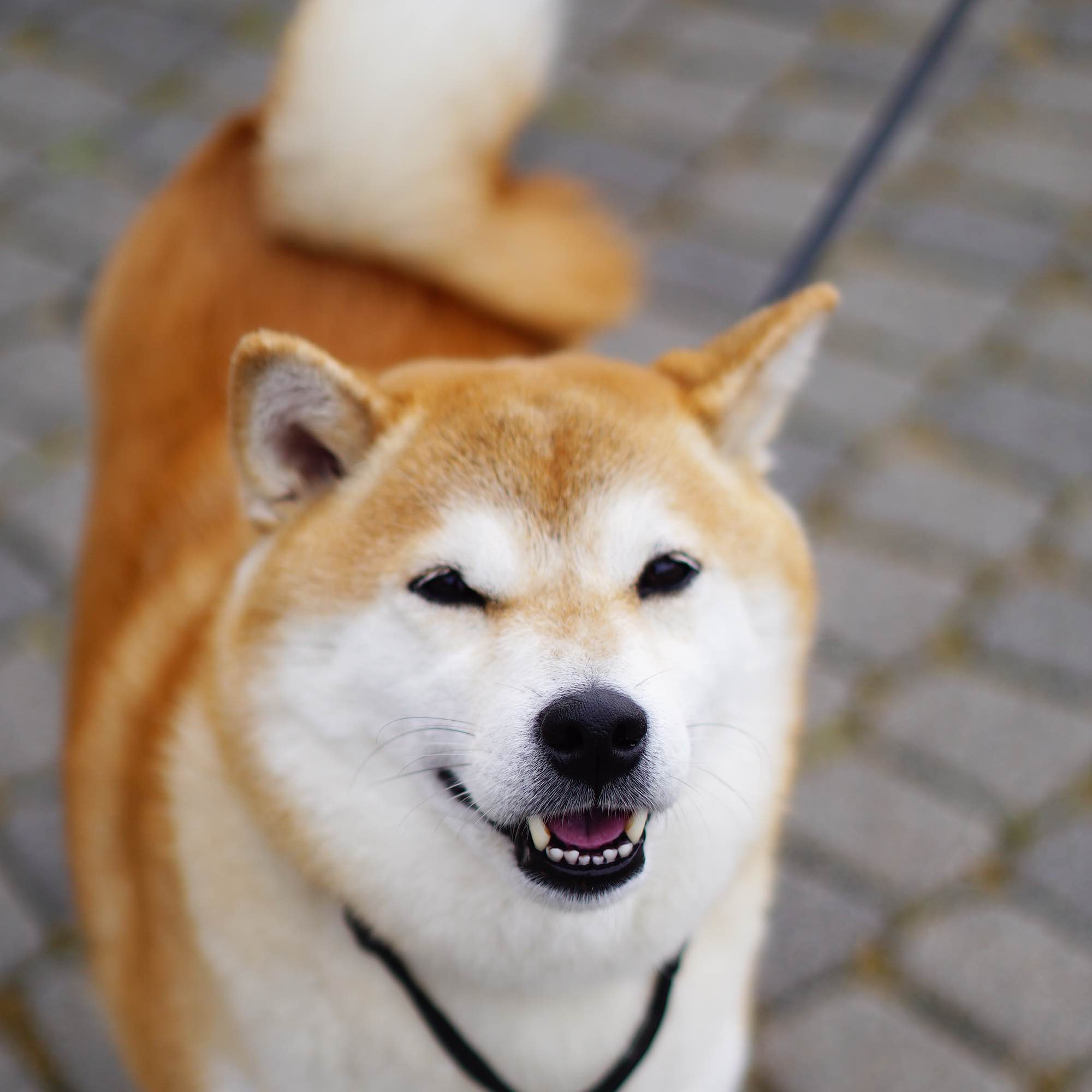 Шагать  с собакой. Сочи. logo