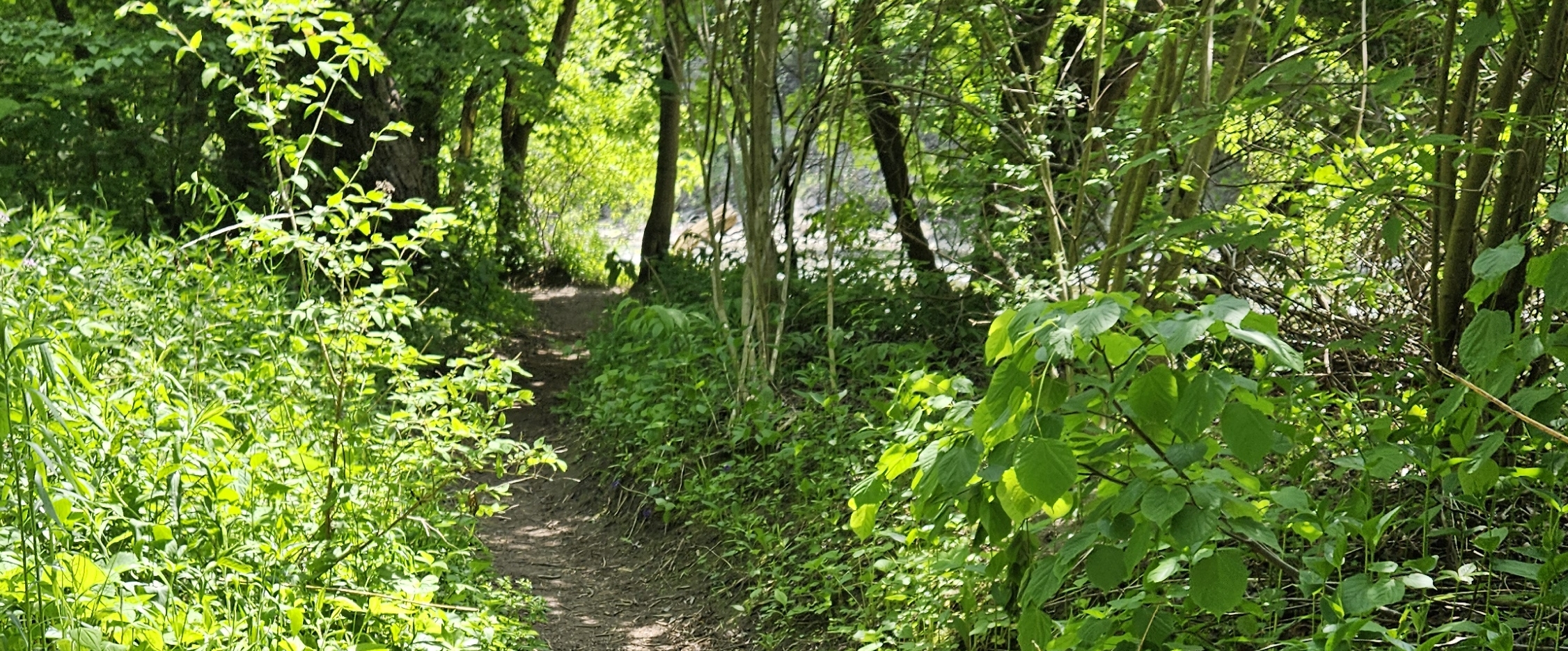 👣ENJOY YOUR WALKS👣 banner