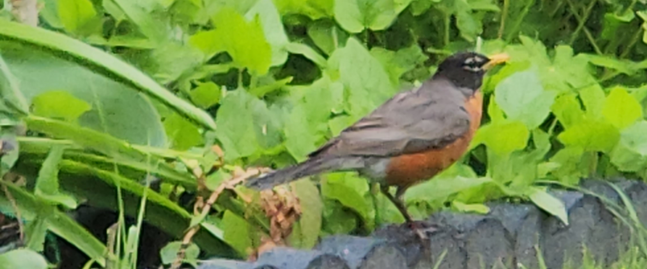 🎶HAPPY WALKING🎶 banner