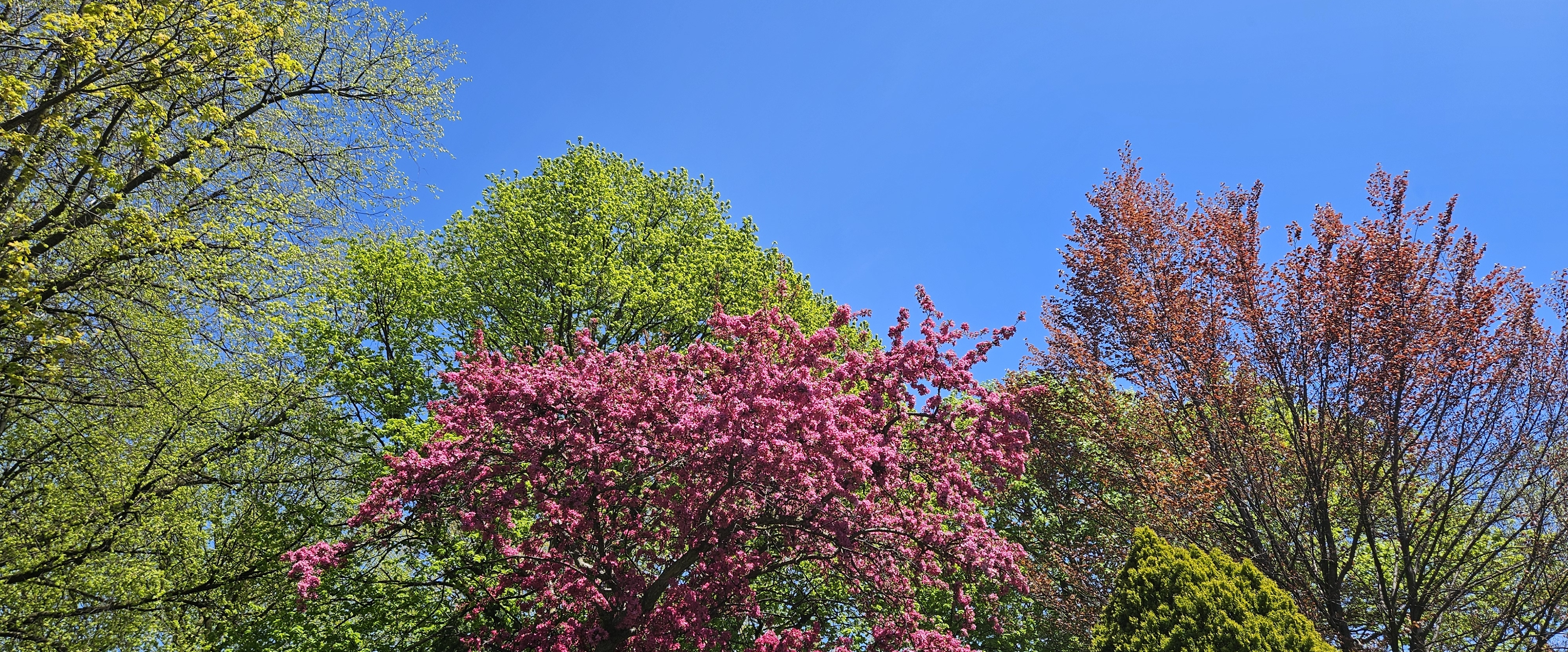 🌿💓SPRING SEASON💓🌿 banner