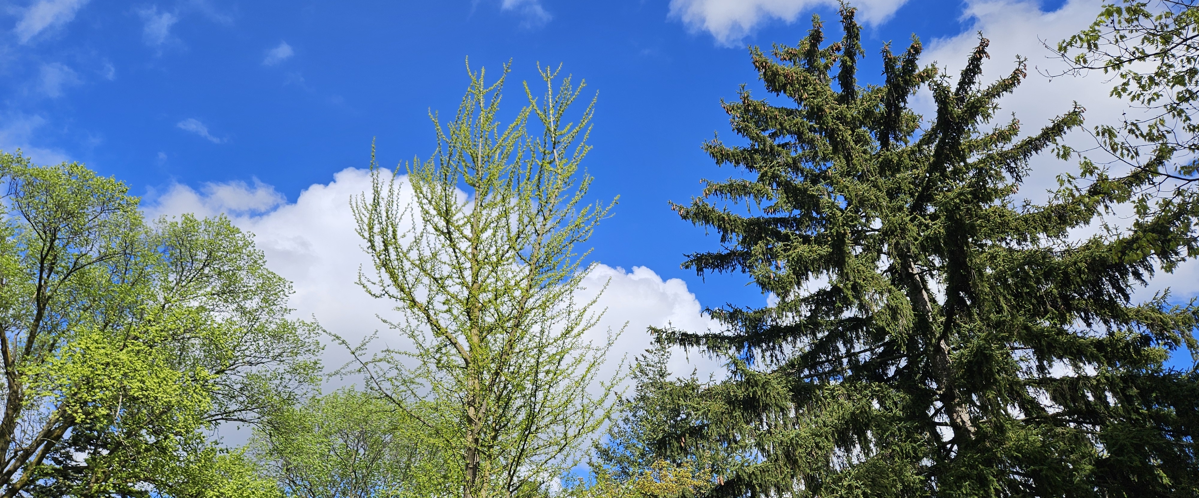 🌿SLOW WALKS🌿 banner