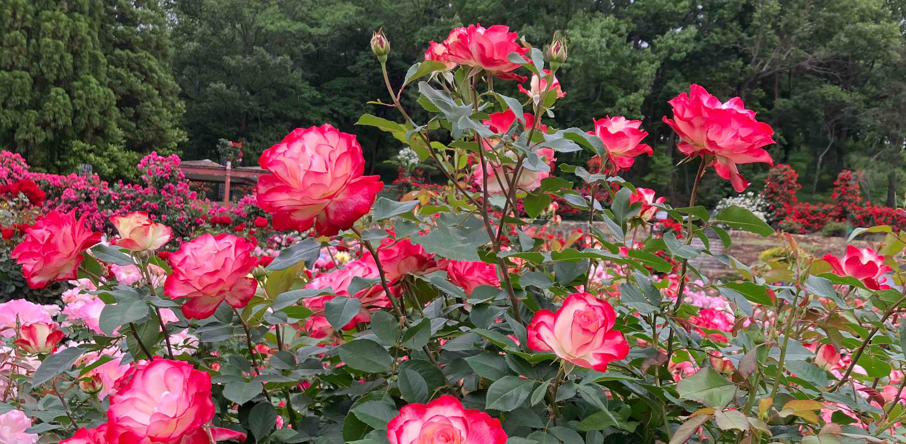 hitomi.😊のグループ banner