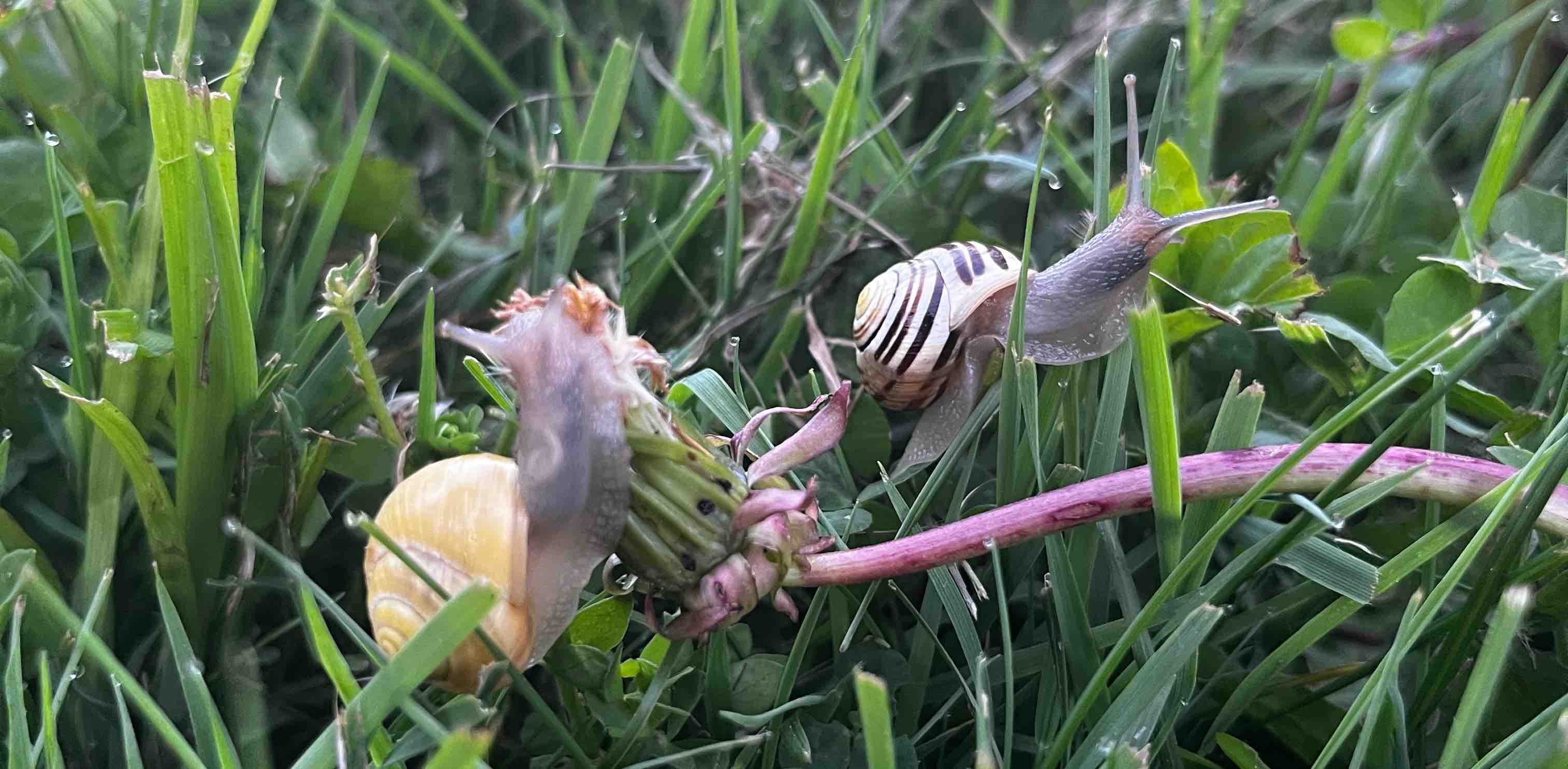 Steppin’ into Summer banner