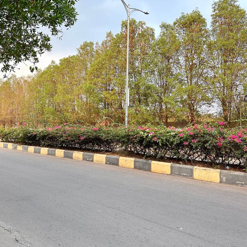 The Deca Step Crew logo