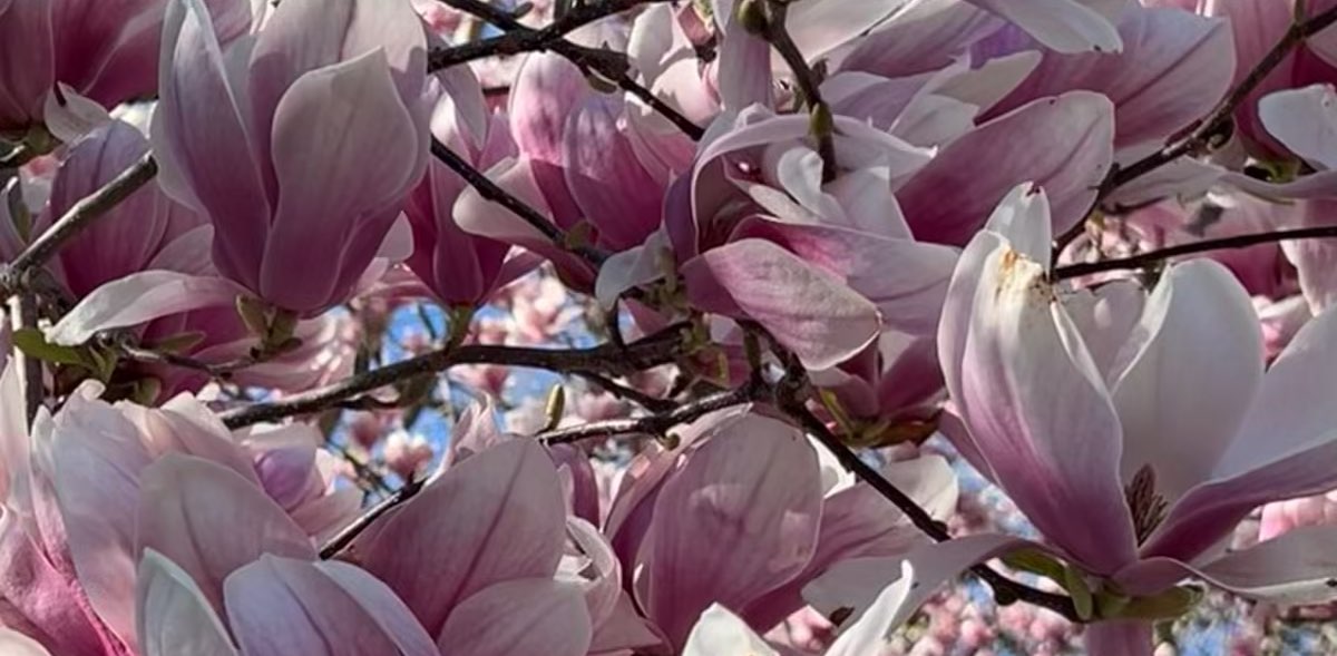 Admin Village People banner