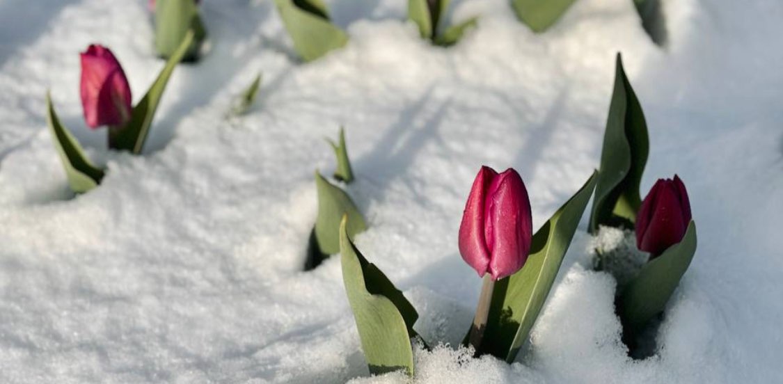 Go шагать banner