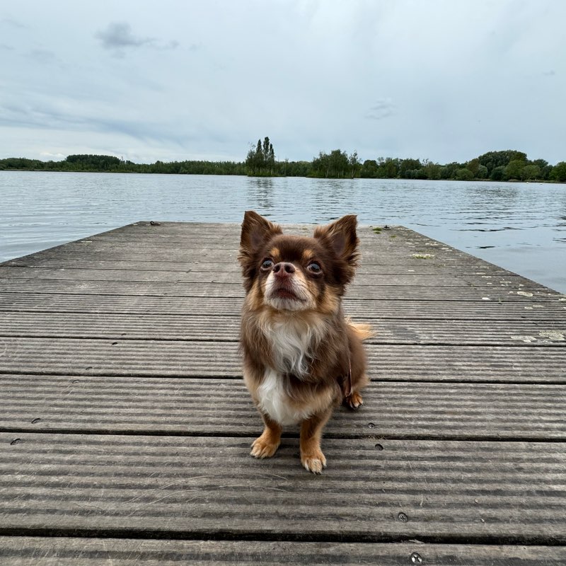La ligue des champions logo