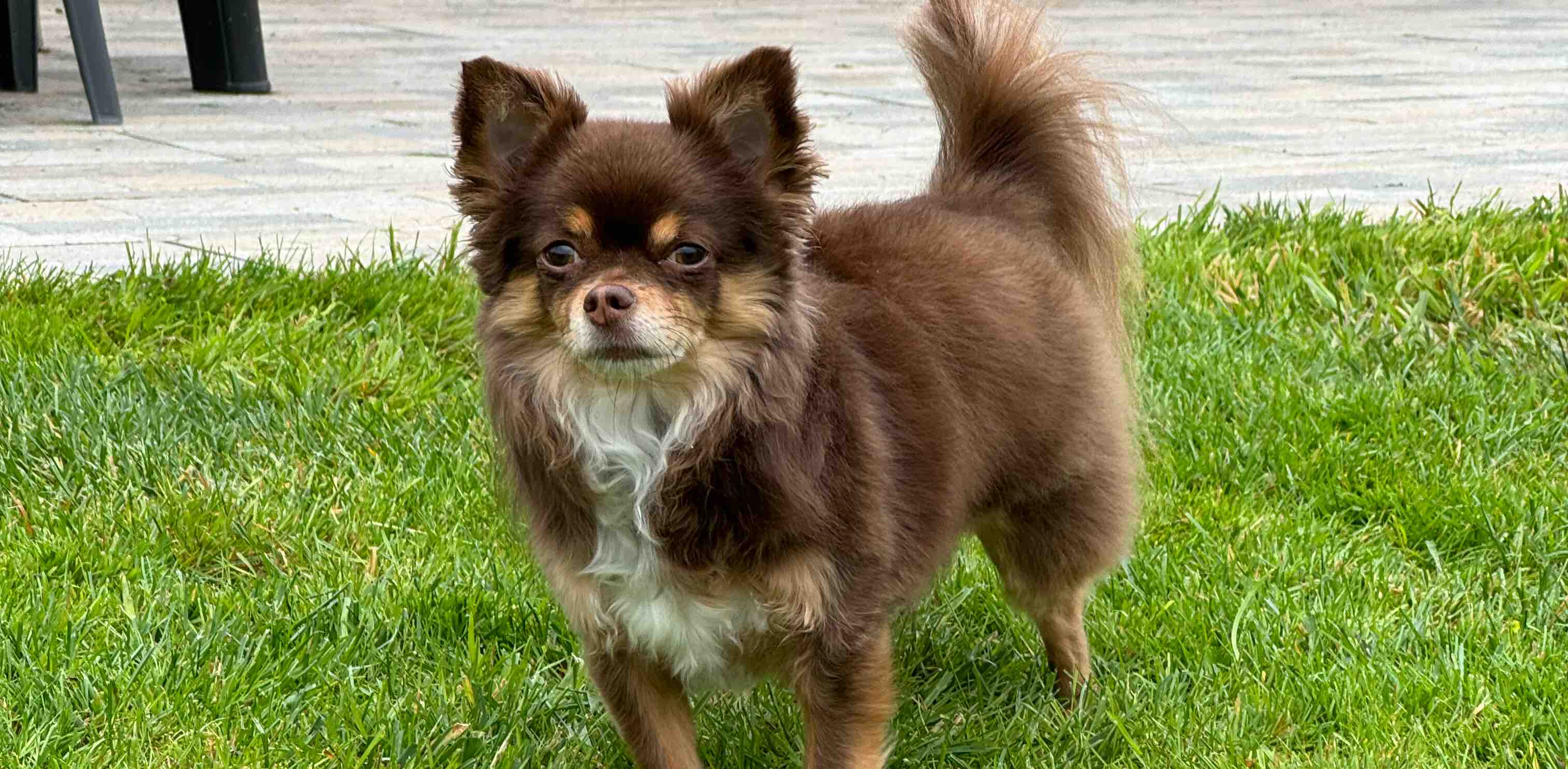 La ligue des champions banner