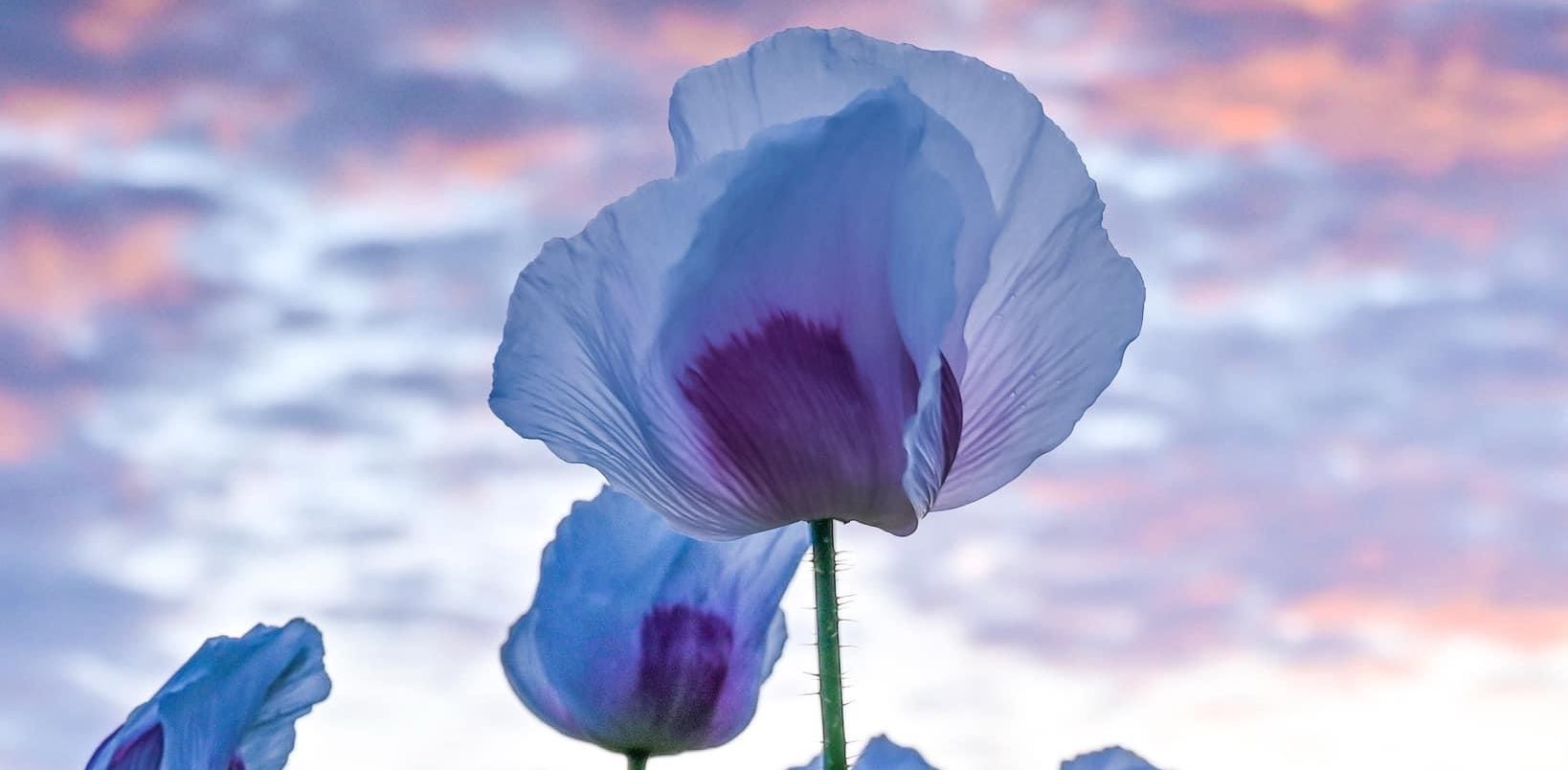 walk together virtually banner