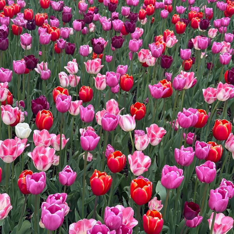 Пешком ⚡🎗️🏆 logo